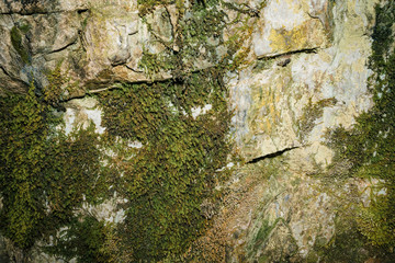 Mosses and lichens grow on stone wall inside cave. Humidity on stone wall. Background image of moss and lichen.