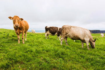 Landscapes of Ireland. Cows grazing near Cliffs of moher