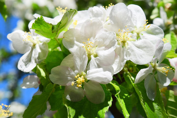 Obraz na płótnie Canvas Blossom apple over nature background