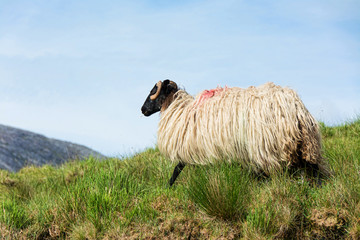 Landscapes of Ireland. Sheep grazing, Connemara in Galway county