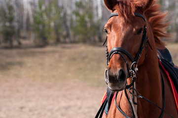 Horse's face