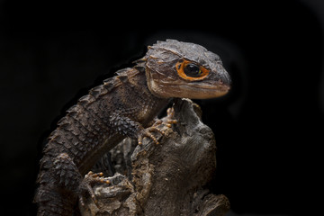 Crocodile Skink Isolated On Black , Tribolonotus Gracilis, Lizard, Gecko