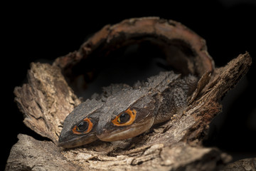 Crocodile Skink Isolated On Black , Tribolonotus Gracilis, Lizard, Gecko