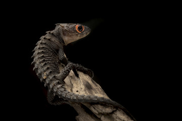 Crocodile Skink Isolated On Black , Tribolonotus Gracilis, Lizard, Gecko