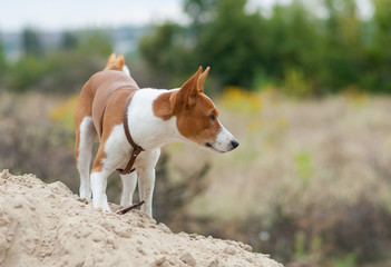 Basenji dog standing on a heap of sand and looking around