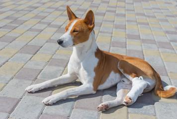 Cute basenji dog with broken bandaged hind feet lying on a pavement at sunny day