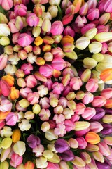 Fototapeta na wymiar Tulipes à Amsterdam