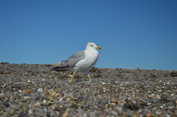  blue-eyed gull on the beach