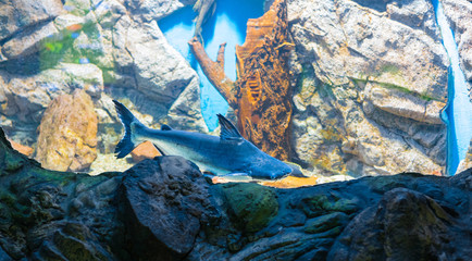 scenery in an aquarium, exotic fish, coral reefs