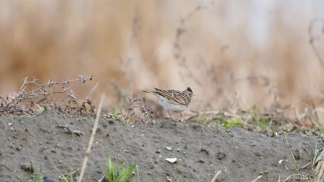 囀るヒバリ(Eurasian skylark)