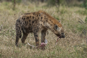 Hyena eating, South Africa