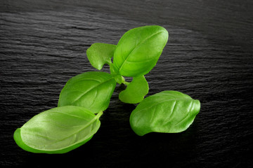 Fresh basil leaves over black stone background