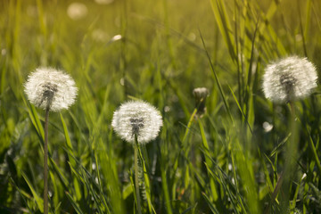 Fototapeta na wymiar Dandelions in grass in the sunlight