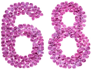 Arabic numeral 8, sixty eight, from flowers of lilac, isolated on white background