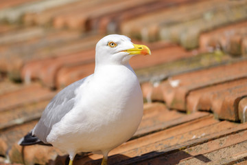 Portrait of seagull on the roof 6