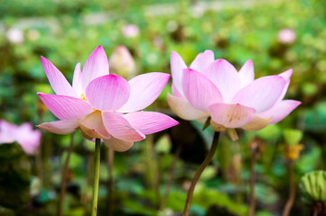 Obraz premium beautiful blooming pink lotus in the pond