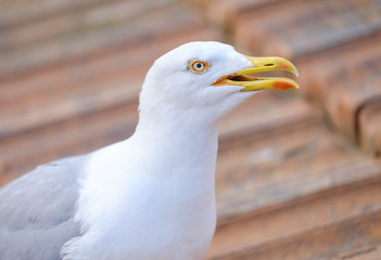 Seagull head Close-up 2