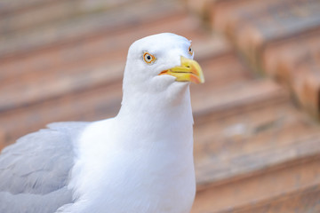 Seagull head Close-up 3