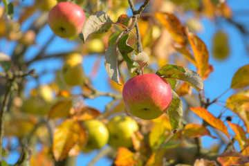 Beautiful apple tree in the late summer, Lüneburg Heath, Northern Germany