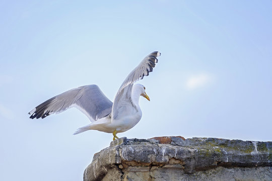 Seagull with open wings on the stone
