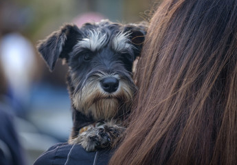 Funny terrier dog sits at the woman's hands 1