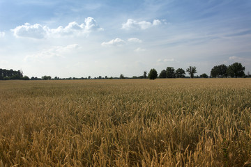 Campo di grano