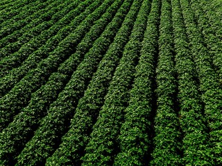 Fototapeta na wymiar Green country field of potato with row lines, top view, aerial photo