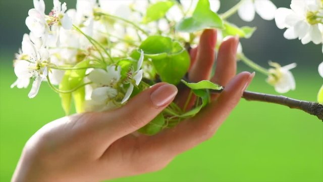 Beauty young woman enjoying nature in spring apple orchard. Woman's hand touching spring pear blossom in orchard. Blooming pear tree closeup. Slow motion 4K UHD video footage. 3840X2160