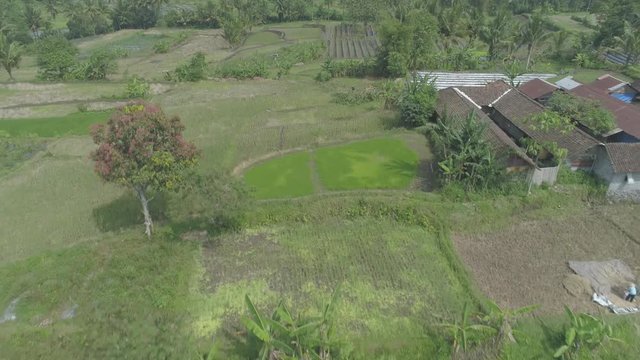 Harvesting in rice field aerial footage,  Yogyakarta, Indonesia - April 2018