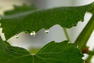 Drops of morning dew and green spring grape leaf