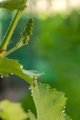 Drops of morning dew and a green grape leaf. Sunny spring vineyard