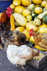 Chickens and a rooster feed on a farmyard in a village on a background of stacked pumpkins. Hens and rooster. Animal feed.