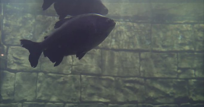  Giant barb floats in the aquarium. Family Giant barb in the aquarium.