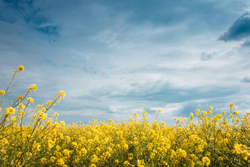 Thunderclouds over yellow field