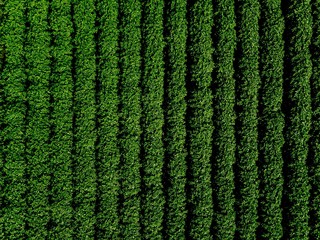 Green country field of potato with row lines, top view, aerial photo