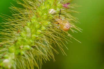  Magnificent and mysterious macro world