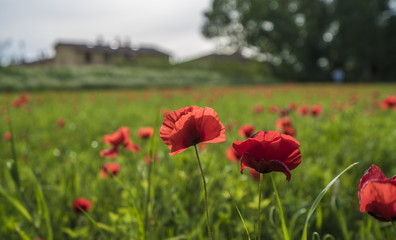 Beautiful poppy field in Tuscany italy