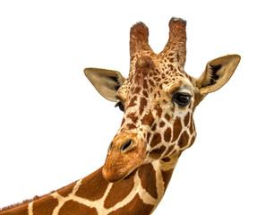 head of a giraffe on a white background
