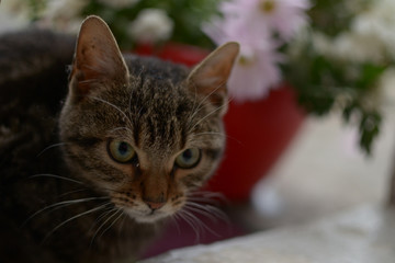 A head of black gray colored cat in front of red pot with white and roses flowers and green leaves 