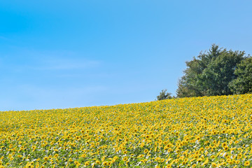Obraz premium 広大なひまわり畑 / 夏の北海道観光