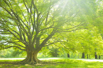 Fototapeta na wymiar Park tree sunlight