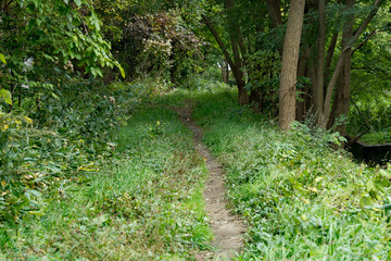 Fototapeta premium けもの道のイメージ / 山奥のイメージ