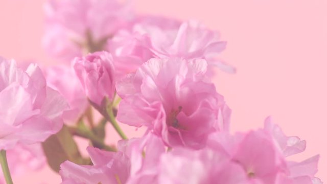 Sakura flowers bunch on pink background. Blooming pink sakura time lapse. Fragrant flowers opening closeup. 4K UHD video 3840X2160