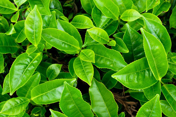 Green fresh tea leaves from top view. Plantation in Sri Lanka