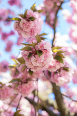 Sakura. Japanese cherry blossom. Spring. Blooming garden. Pink flowers. Heat.
