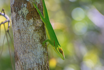 Cuban Knight Anole (Anolis equestris)