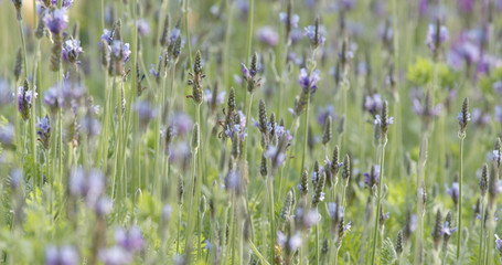 Lavender and cosmos flower park