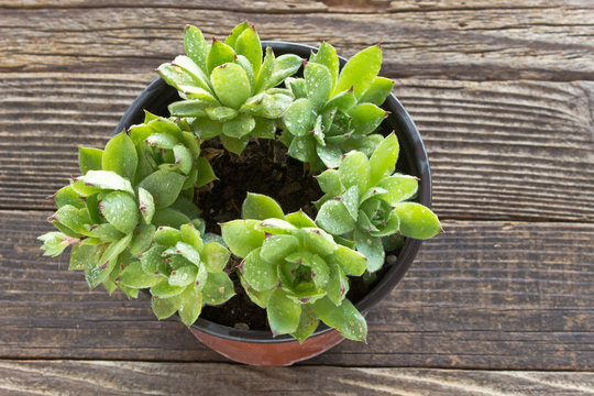 Houseleek Plant In Pot On Wooden Background