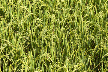 Green field with rice stalks in island Bali, Indonesia. Close up