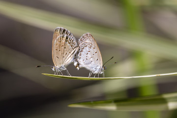 Love couple butterfly, mating pair of butterflies, close up. Bali, Indonesia